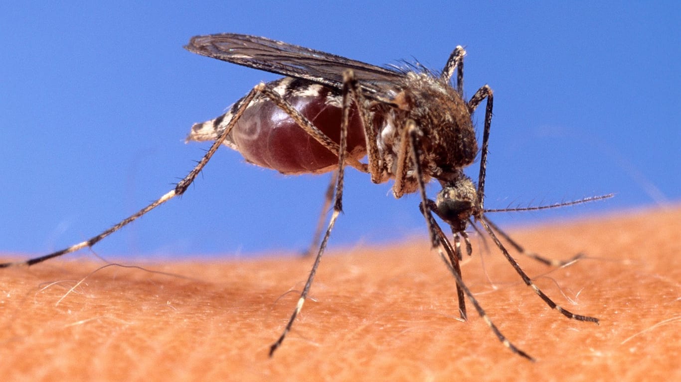 Kaum spürbar: Das West-Nil-Virus kann durch Mückenstiche übertragen werden.
