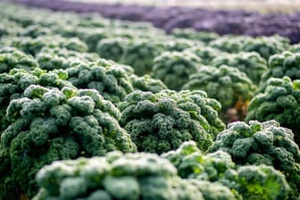 Grünkohl auf einem Feld (Symbolfoto): 174 landwirtschaftliche Betriebe in Niedersachsen bauten 2021 das Gemüse an.