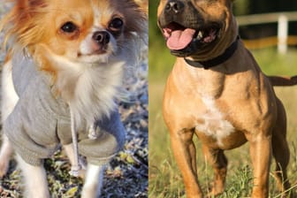 Chihuahua und Staffordshire-Terrier (Symbolbilder): Erst durch "massiven" Einsatz von Pfefferspray löste der Hund seinen Biss.