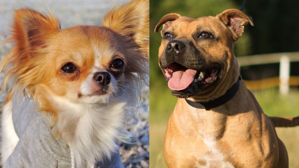Chihuahua und Staffordshire-Terrier (Symbolbilder): Erst durch "massiven" Einsatz von Pfefferspray löste der Hund seinen Biss.
