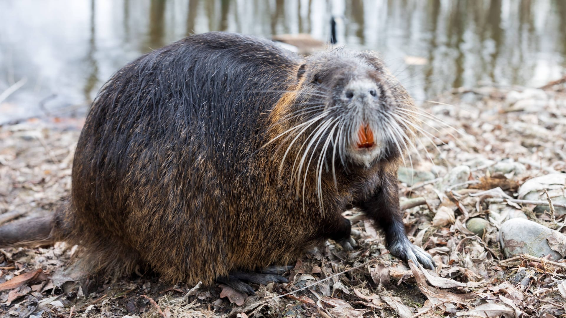 Ein Nutria am Ufer des Rheinauensees in Bonn (Symbolbild): In Hamburg breiten sich die Nagetiere rasend schnell aus.