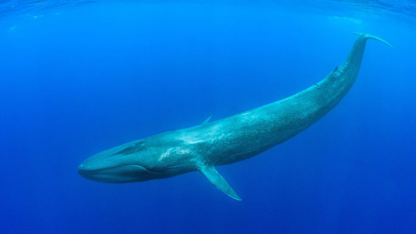 Blauwal im Indischen Ozean: Mikroplastik sind Kunststoffteilchen, die kleiner als fünf Millimeter sind.