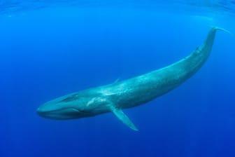 Blauwal im Indischen Ozean: Mikroplastik sind Kunststoffteilchen, die kleiner als fünf Millimeter sind.