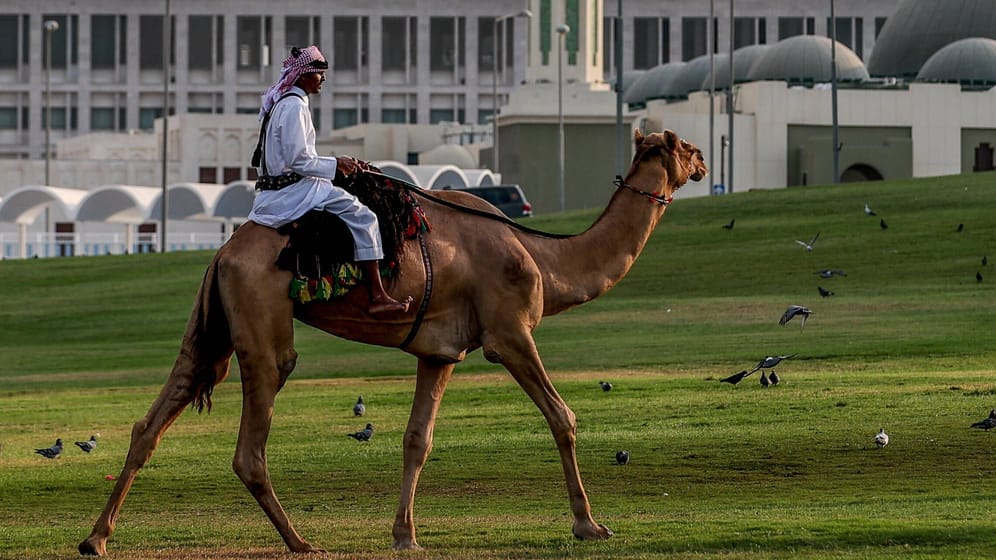 Ein Mann auf einem Kamel: Nur etwas mehr als 330.000 der drei Millionen Einwohner Katars sind auch Katarer.