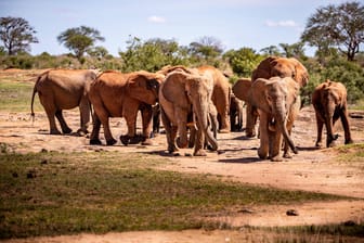 Afrikanische Elefanten im Tsavo Nationalpark: Dida wurde zwischen 60 und 65 Jahren alt.