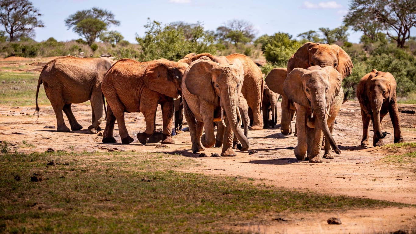 Afrikanische Elefanten im Tsavo Nationalpark: Dida wurde zwischen 60 und 65 Jahren alt.