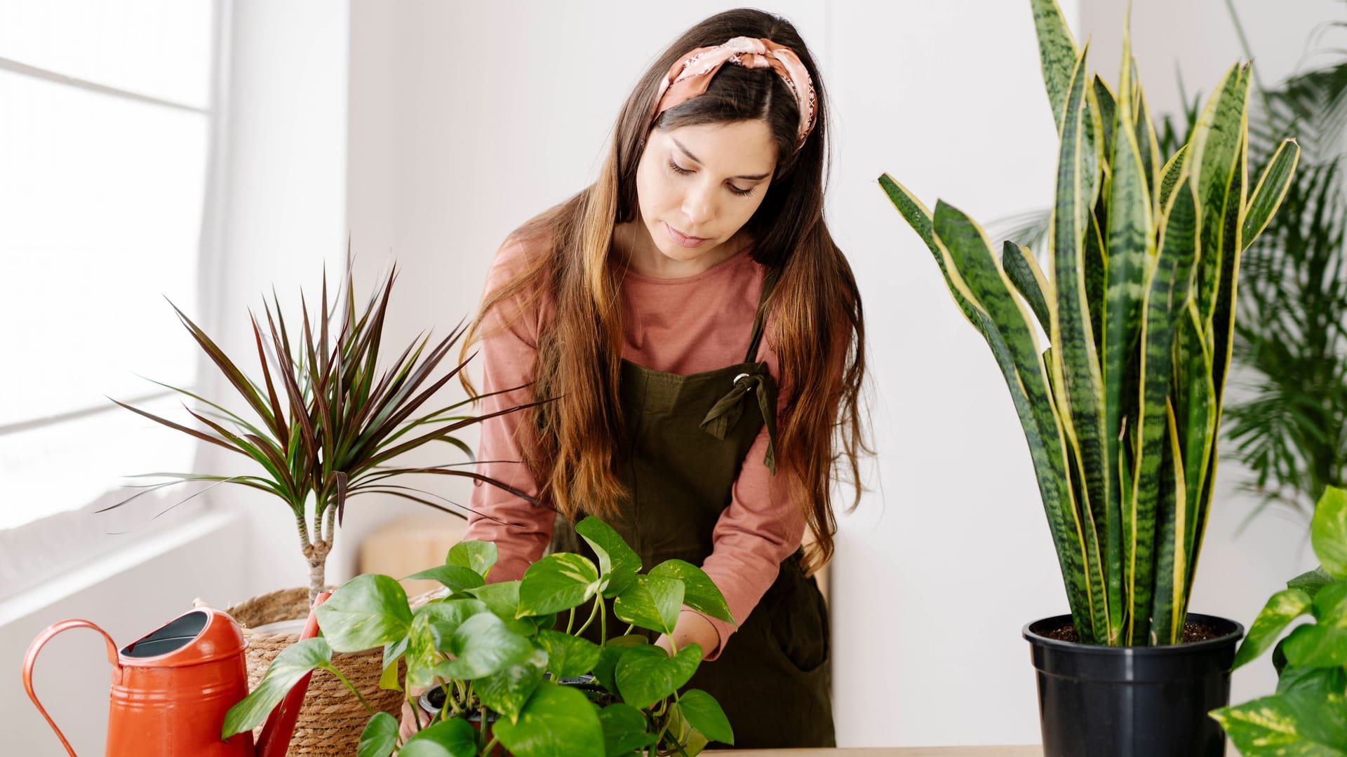 Gärtnern in den eigenen vier Wänden: Wer sich etwas Natur in die Wohnung holen möchte, sollte darauf achten, die richtige Pflanze für den jeweiligen Raum zu wählen.