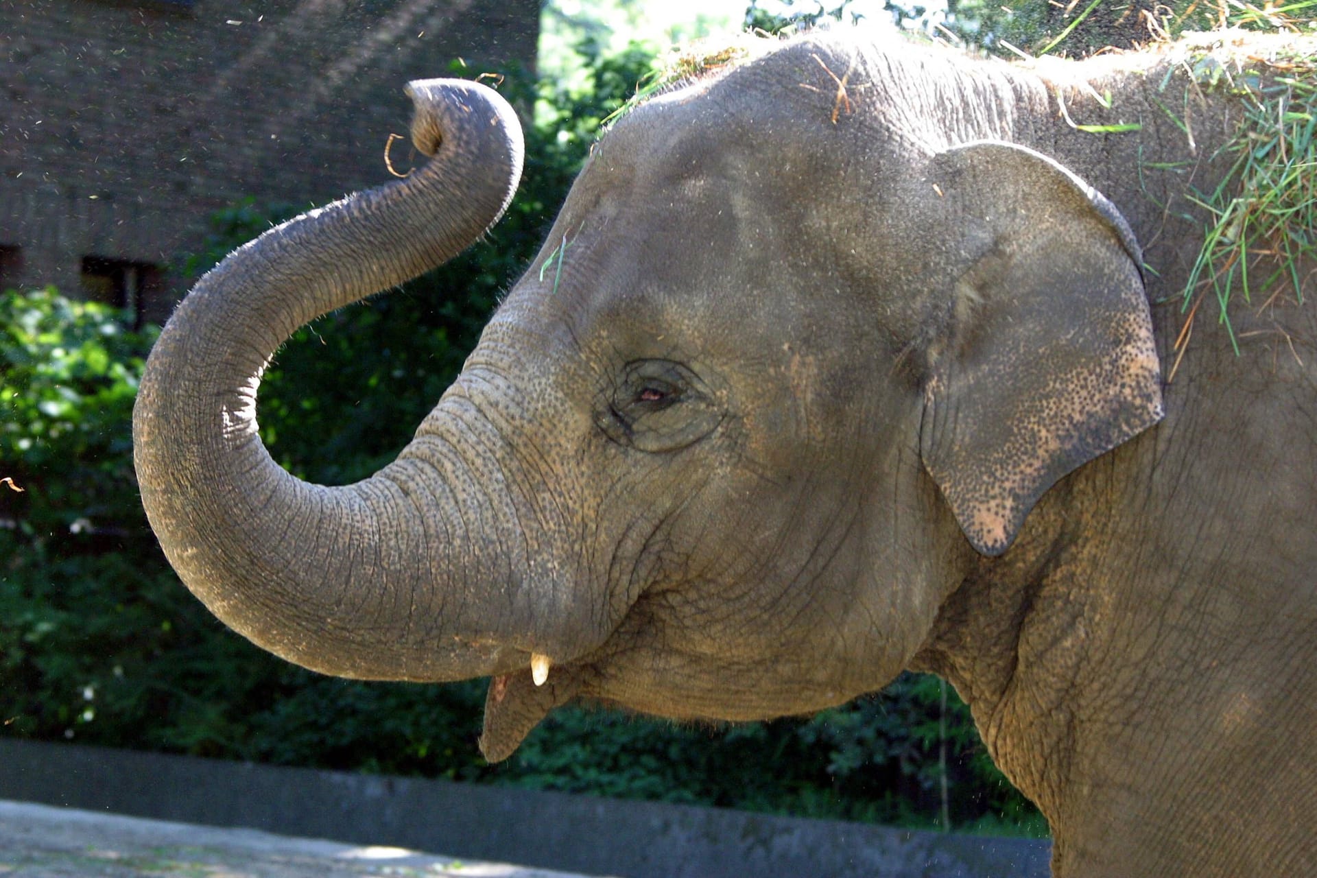 Eine Elefant in einem Zoo (Archivbild): Im Münchner Tierpark Hellabrunn feiert Bulle Otto seinen zweiten Geburtstag.