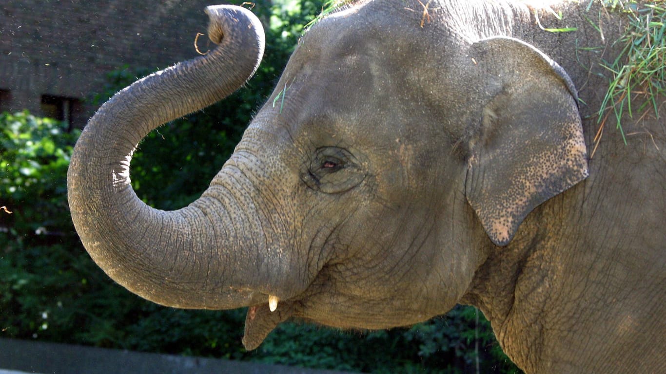 Eine Elefant in einem Zoo (Archivbild): Im Münchner Tierpark Hellabrunn feiert Bulle Otto seinen zweiten Geburtstag.