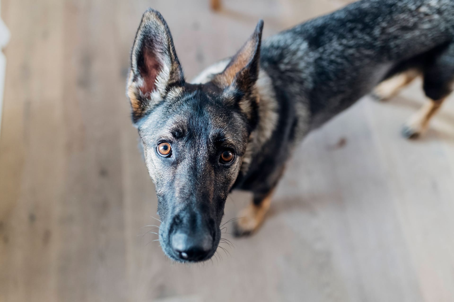 Ein Schäferhund (Symbolbild): Minuten der Angst musste Hündin Violetta in München durchstehen, bevor sie gerettet wurde.