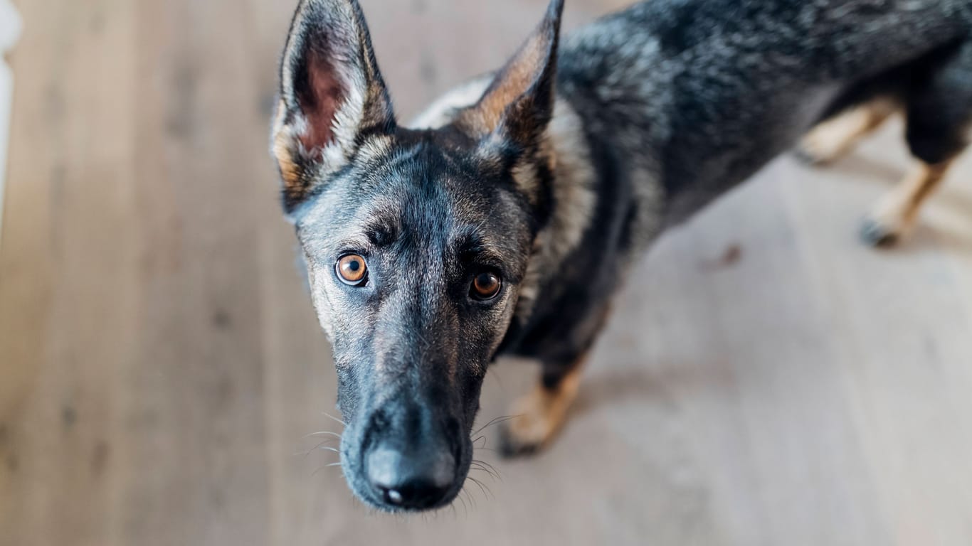 Ein Schäferhund (Symbolbild): Minuten der Angst musste Hündin Violetta in München durchstehen, bevor sie gerettet wurde.