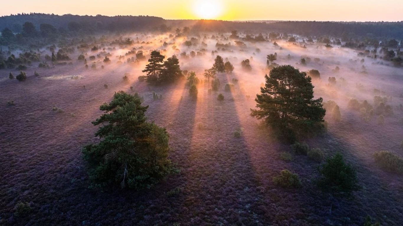 Bild der Lüneburger Heide GmbH: Das Foto heißt "Erwacht: die Heide blüht".