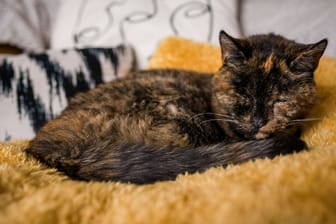 Flossie ist die älteste lebende Katze der Welt.
