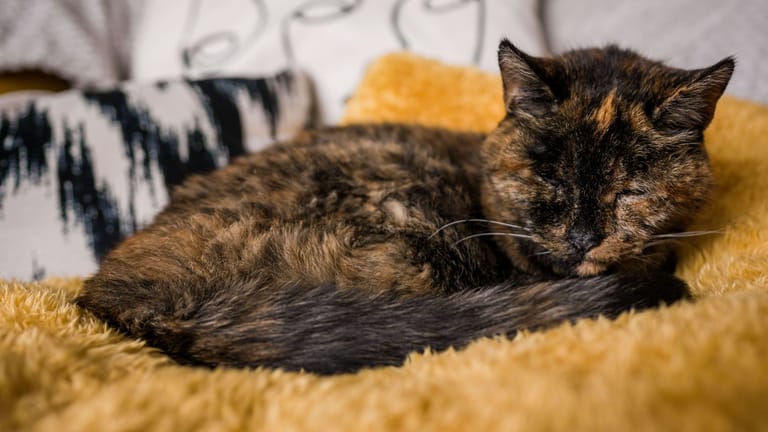 Flossie ist die älteste lebende Katze der Welt.