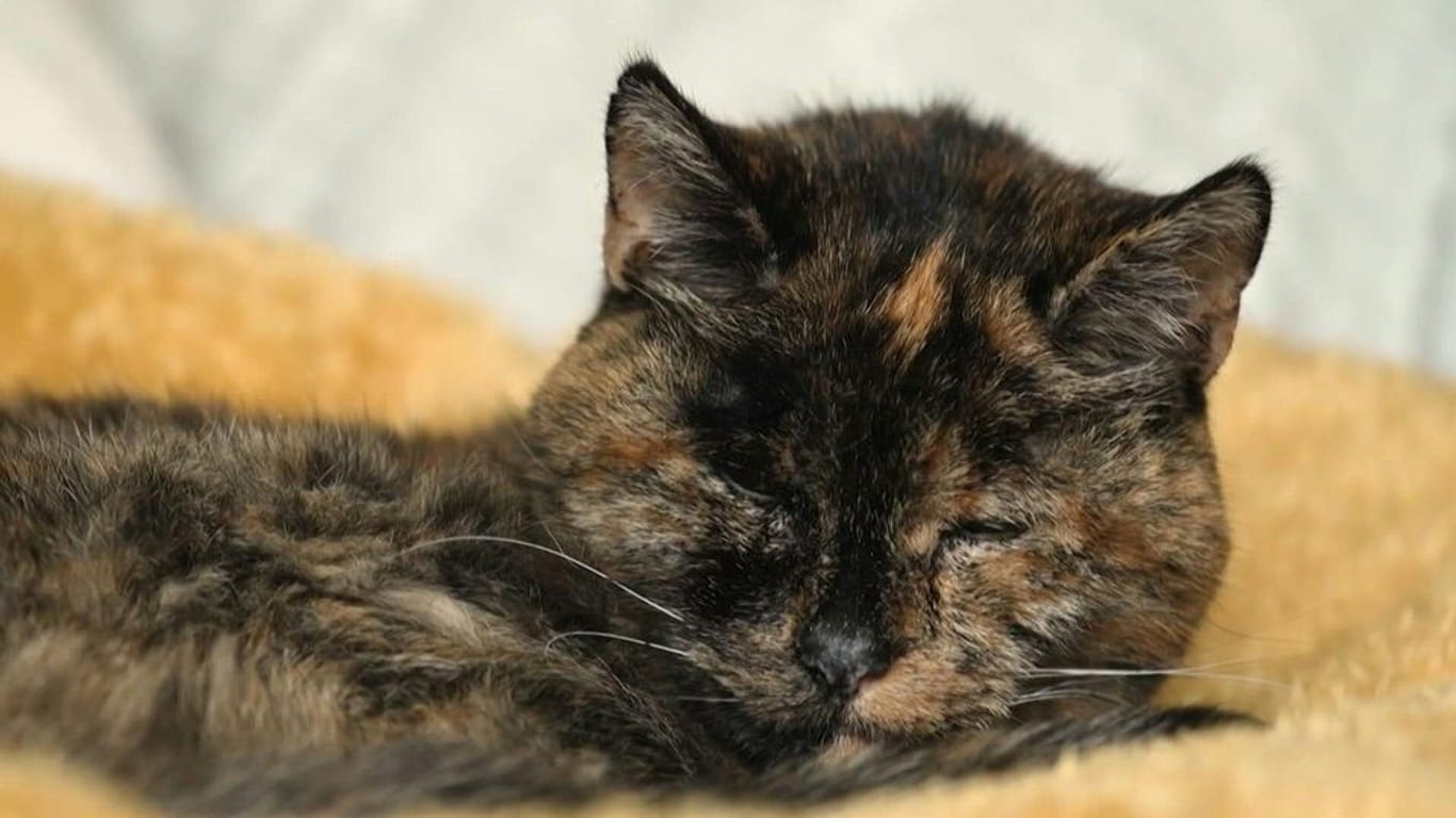 Eine schläfrige Katze: Die Behandlungsmethoden von Krebs bei Tieren werden immer besser.