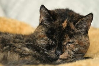 Eine schläfrige Katze: Die Behandlungsmethoden von Krebs bei Tieren werden immer besser.