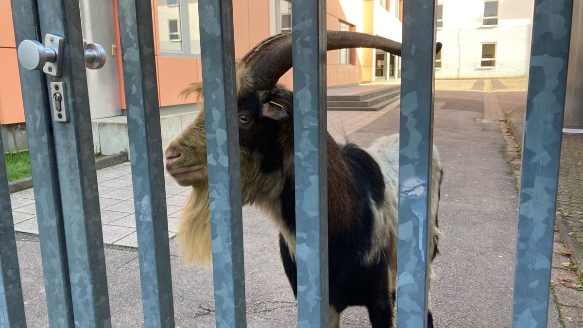 Der Bock in seinem vorübergehenden Gefängnis: Wegen "akuter Fluchtgefahr" wurde er auf einem Schulhof eingesperrt.