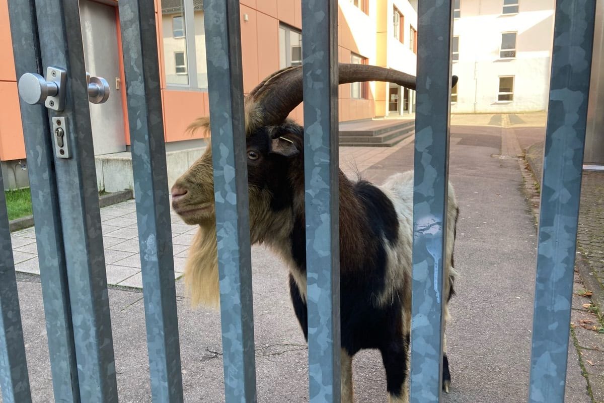 Der Bock in seinem vorübergehenden Gefängnis: Wegen "akuter Fluchtgefahr" wurde er auf einem Schulhof eingesperrt.