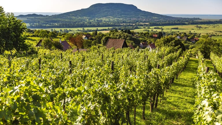 Lange Tradition: Der Weinanbau in der Balaton-Gegend reicht bis in die Römerzeit zurück.