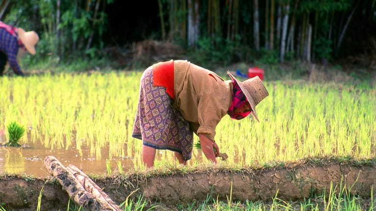 Reisbäuerin: Im asiatisch-pazifischen Raum und in Afrika sind über 40 Prozent der Arbeitskräfte in vulnerablen Branchen beschäftigt.