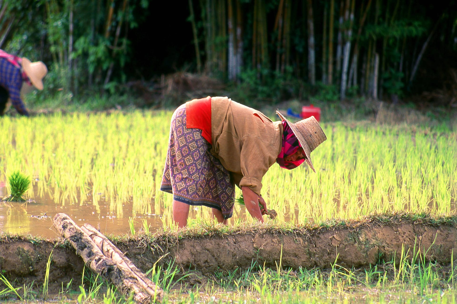 Reisbäuerin: Im asiatisch-pazifischen Raum und in Afrika sind über 40 Prozent der Arbeitskräfte in vulnerablen Branchen beschäftigt.