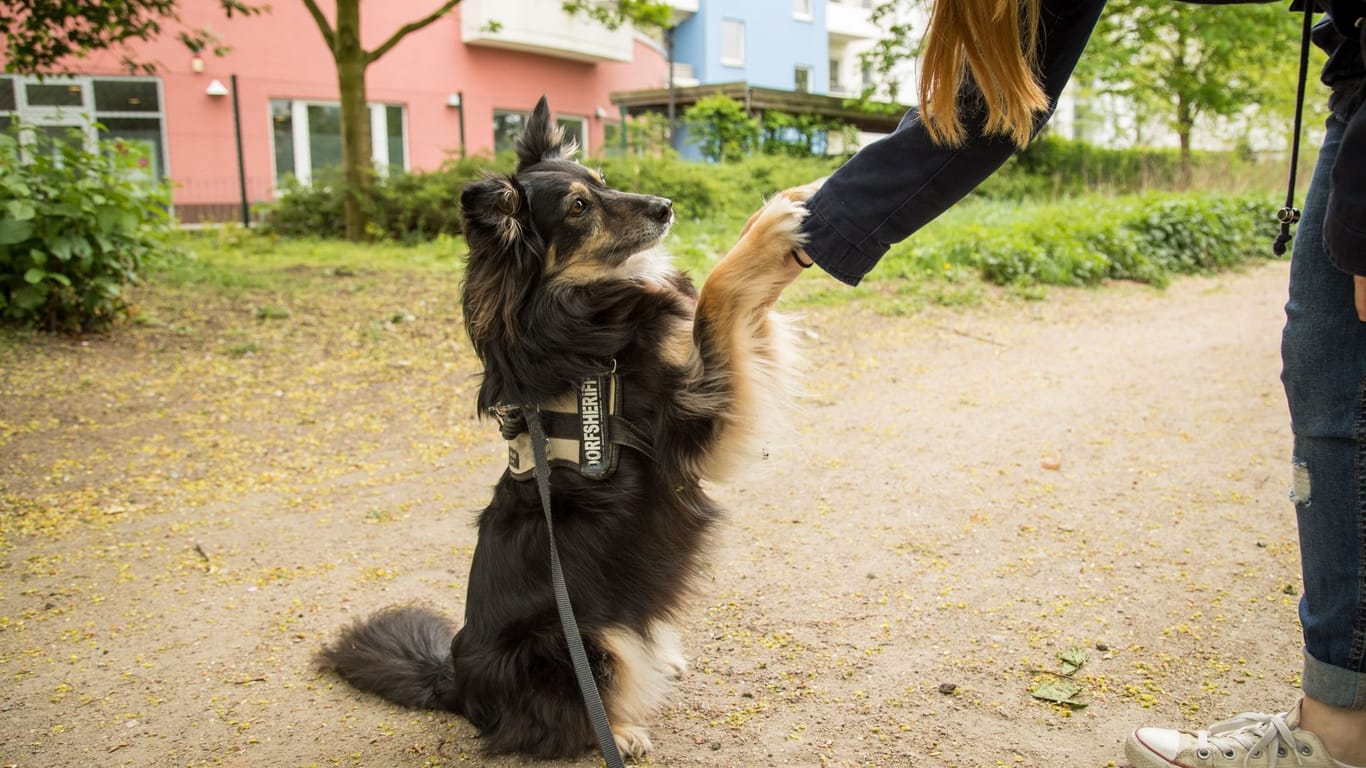 Arthrose: Nur schmerzfreie Hunde bleiben bis ins Alter beweglich.