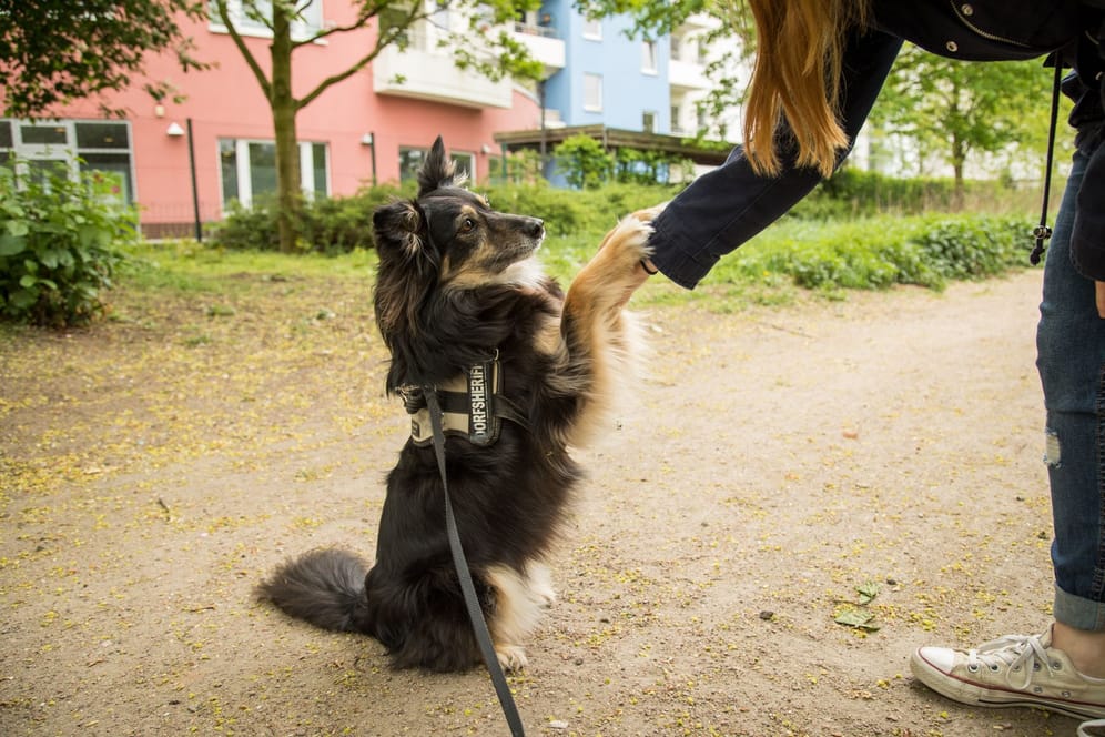 Arthrose: Nur schmerzfreie Hunde bleiben bis ins Alter beweglich.