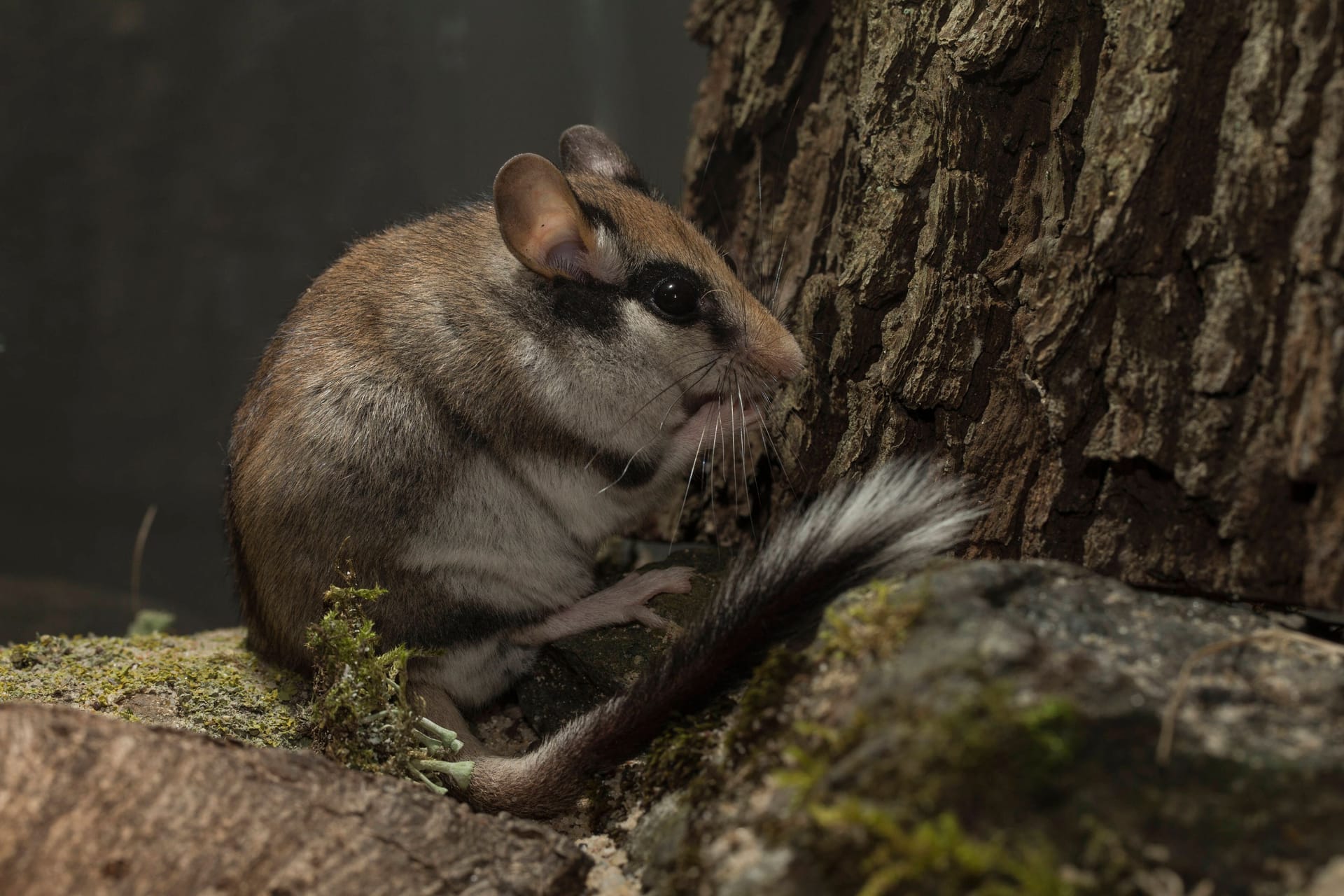 Gartenschläfer: Die Tiere wohnen normalerweise in felsreichen Mittelgebirgen.