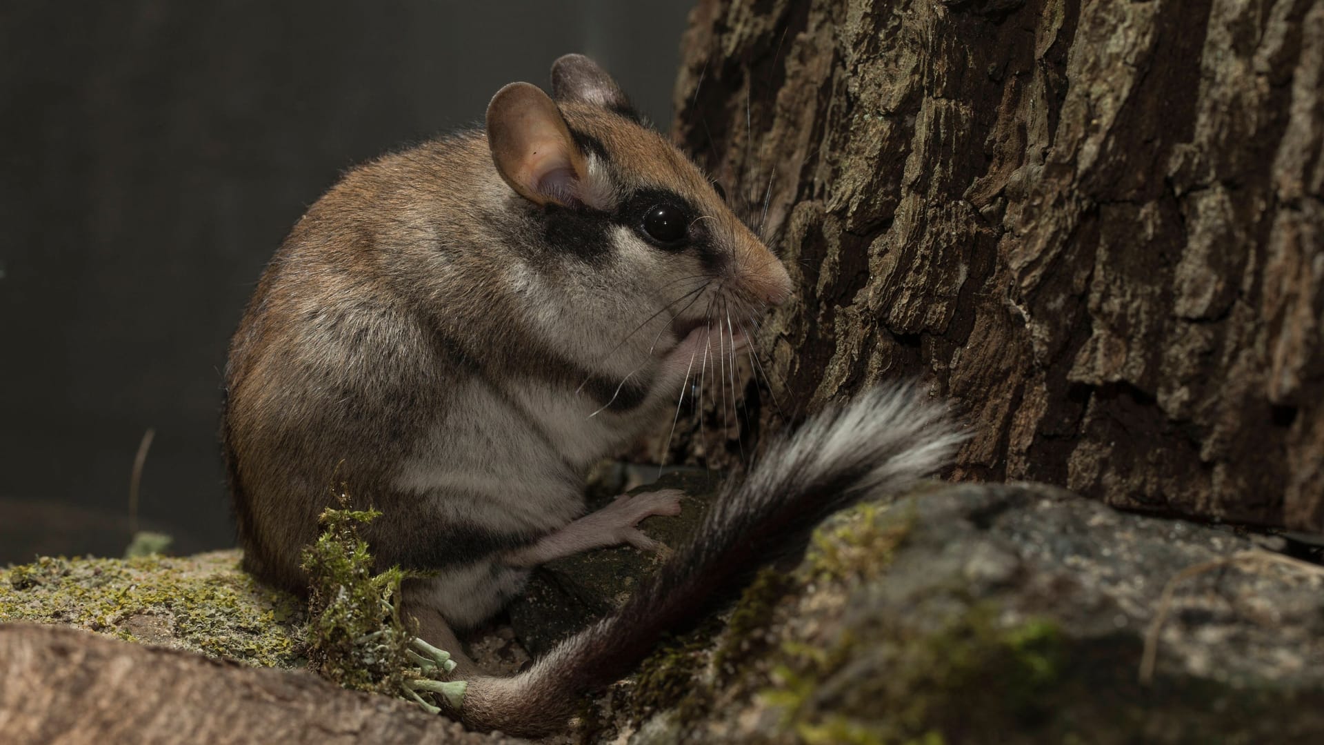 Gartenschläfer: Die Tiere wohnen normalerweise in felsreichen Mittelgebirgen.