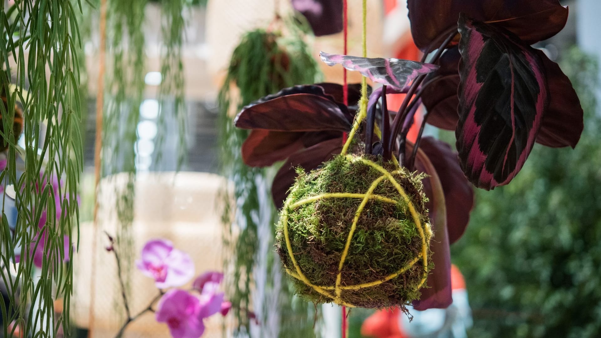 Beliebte Trendbepflanzung: Keine Blumentöpfe mehr, sondern hängende Zimmerpflanzen im Kokedama.