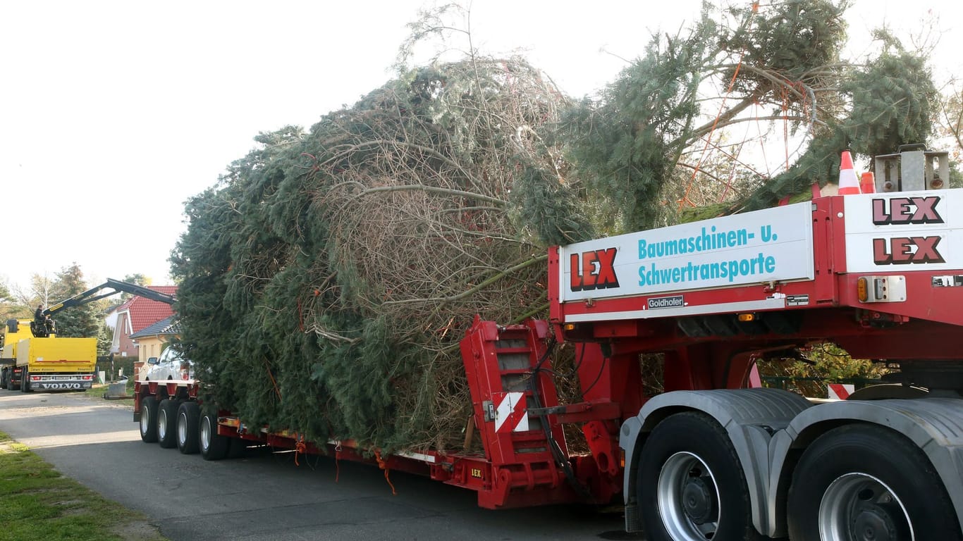 Tanne auf einem Tieflader: Wegen Problemen beim Transport verzögert sich die Aufstellung des Weihnachtsbaums für den Weihnachtsmarkt an der Berliner Gedächtniskirche.