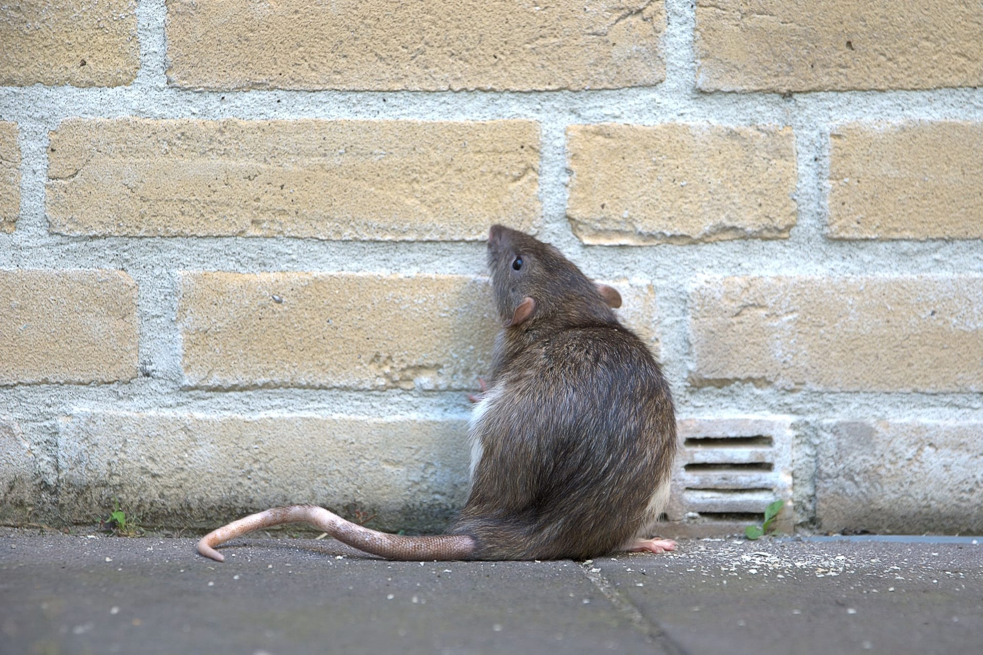 Ratten sollen in einer indischen Polizeistation 600 Kilogramm Cannabis gefressen haben.