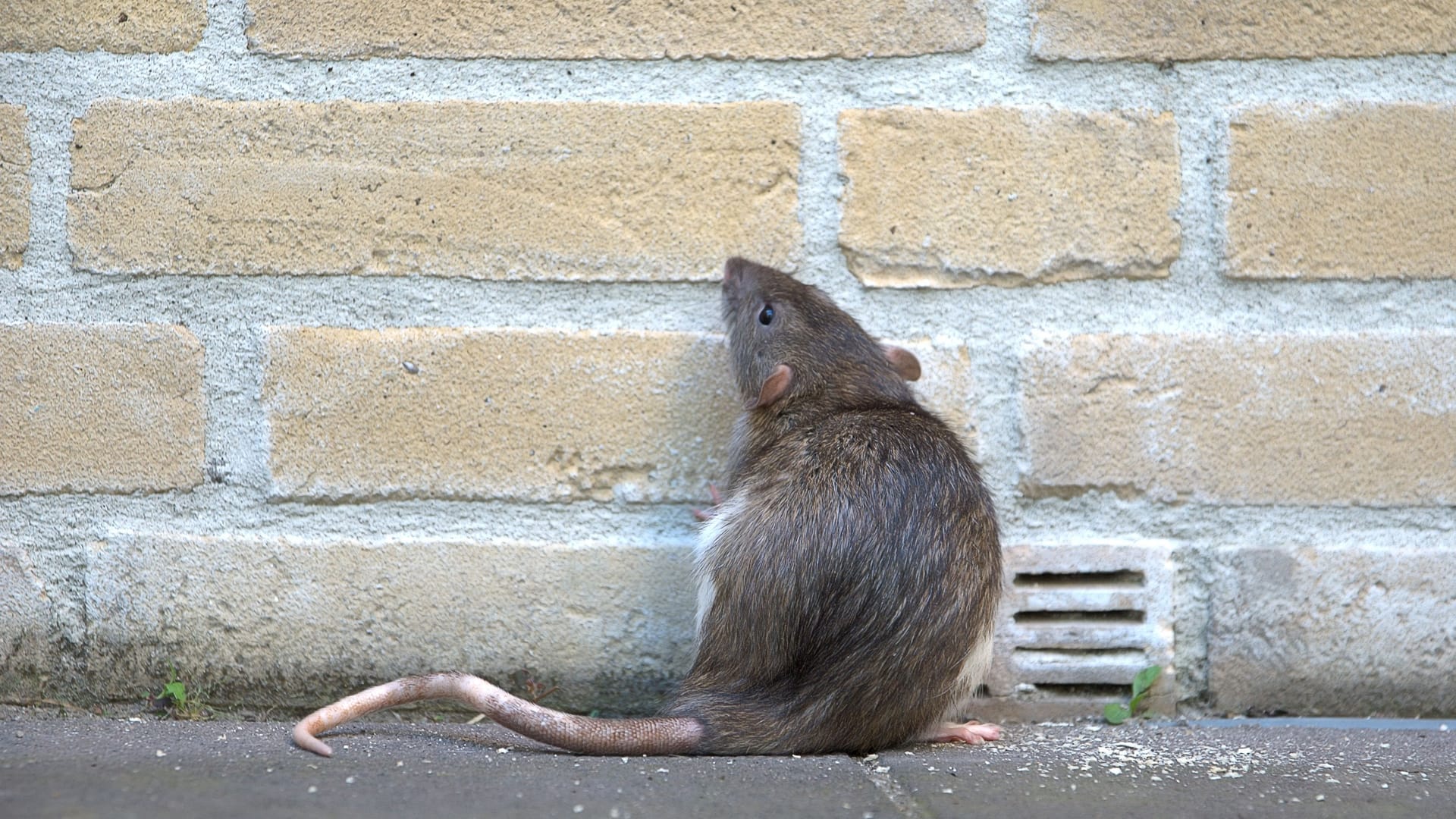 Ratten sollen in einer indischen Polizeistation 600 Kilogramm Cannabis gefressen haben.