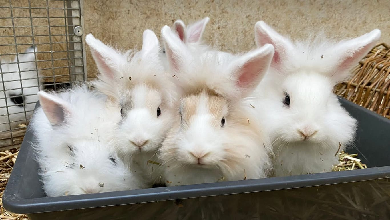 Mehrere Kaninchen sitzen in einem Käfig: Mit Freilauf und Artgenossen fühlen sie sich am wohlsten.
