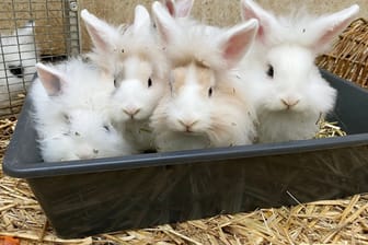 Mehrere Kaninchen sitzen in einem Käfig: Mit Freilauf und Artgenossen fühlen sie sich am wohlsten.