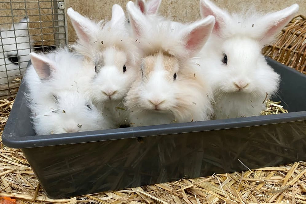 Die Kaninchen aus dem Tierheim Dellbrück