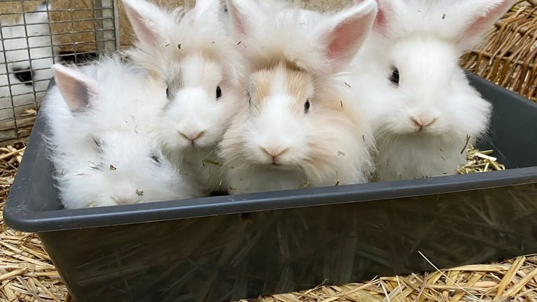 Die Kaninchen aus dem Tierheim Dellbrück