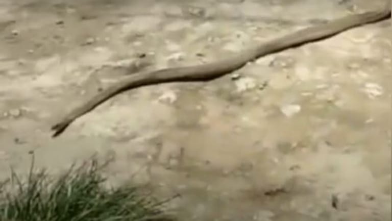 Indien: Schlange klaut Frau Schuh