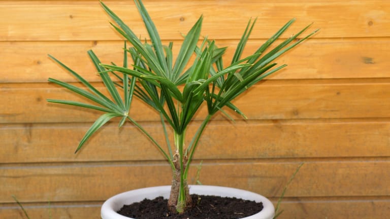 Winterharte Palme: Pflanzen wie die chinesische Hanfpalme können mit passenden Bedingungen überwintern.