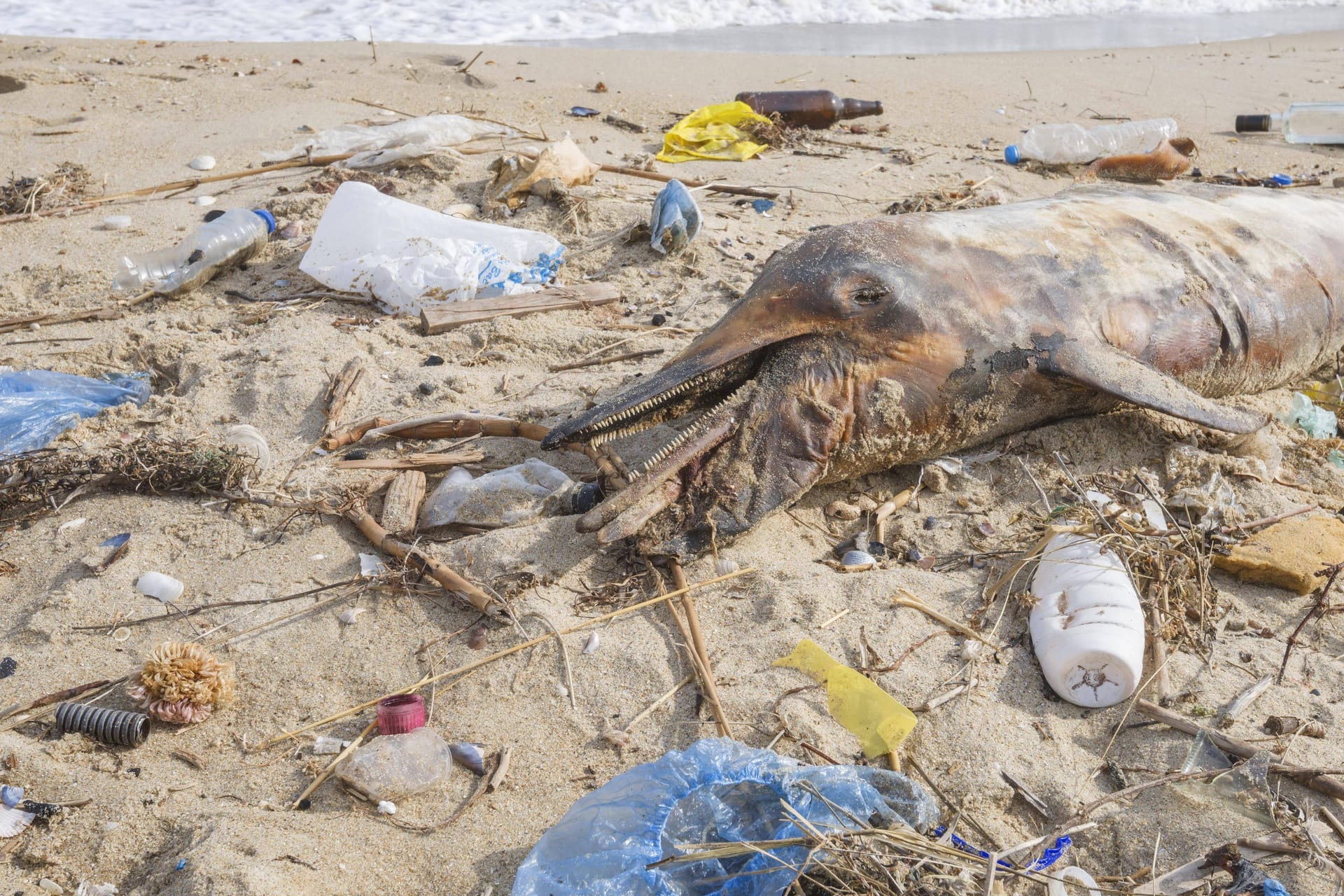 Ein toter Delfin, umgeben von Plastikmüll: Ein globales Abkommen soll die Verschmutzung reduzieren.