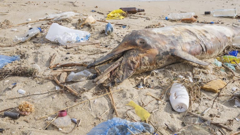 Ein toter Delfin, umgeben von Plastikmüll: Ein globales Abkommen soll die Verschmutzung reduzieren.