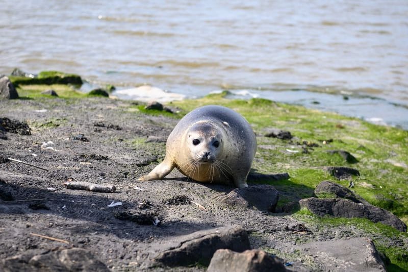 Ein frisch ausgewilderter Seehund liegt am Ufer (Symbolfoto): In vielen Regionen sind die Bestandszahlen rückläufig.