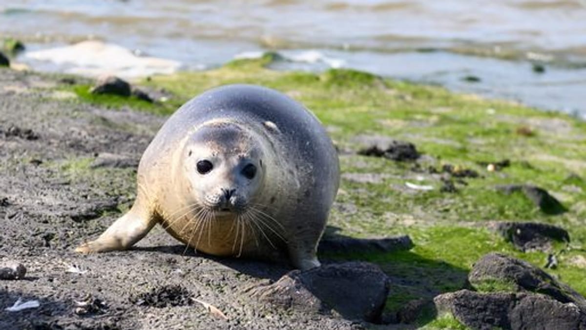 Anzahl der Seehunde im Wattenmeer schrumpft um mehr als zehn Prozent
