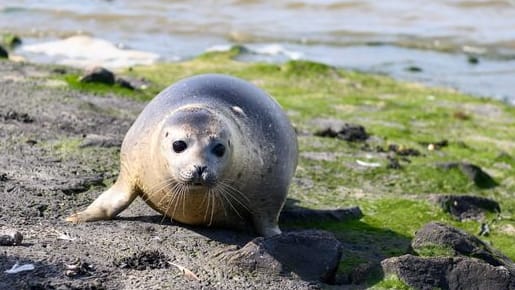 Ein frisch ausgewilderter Seehund liegt am Ufer (Symbolfoto): In vielen Regionen sind die Bestandszahlen rückläufig.