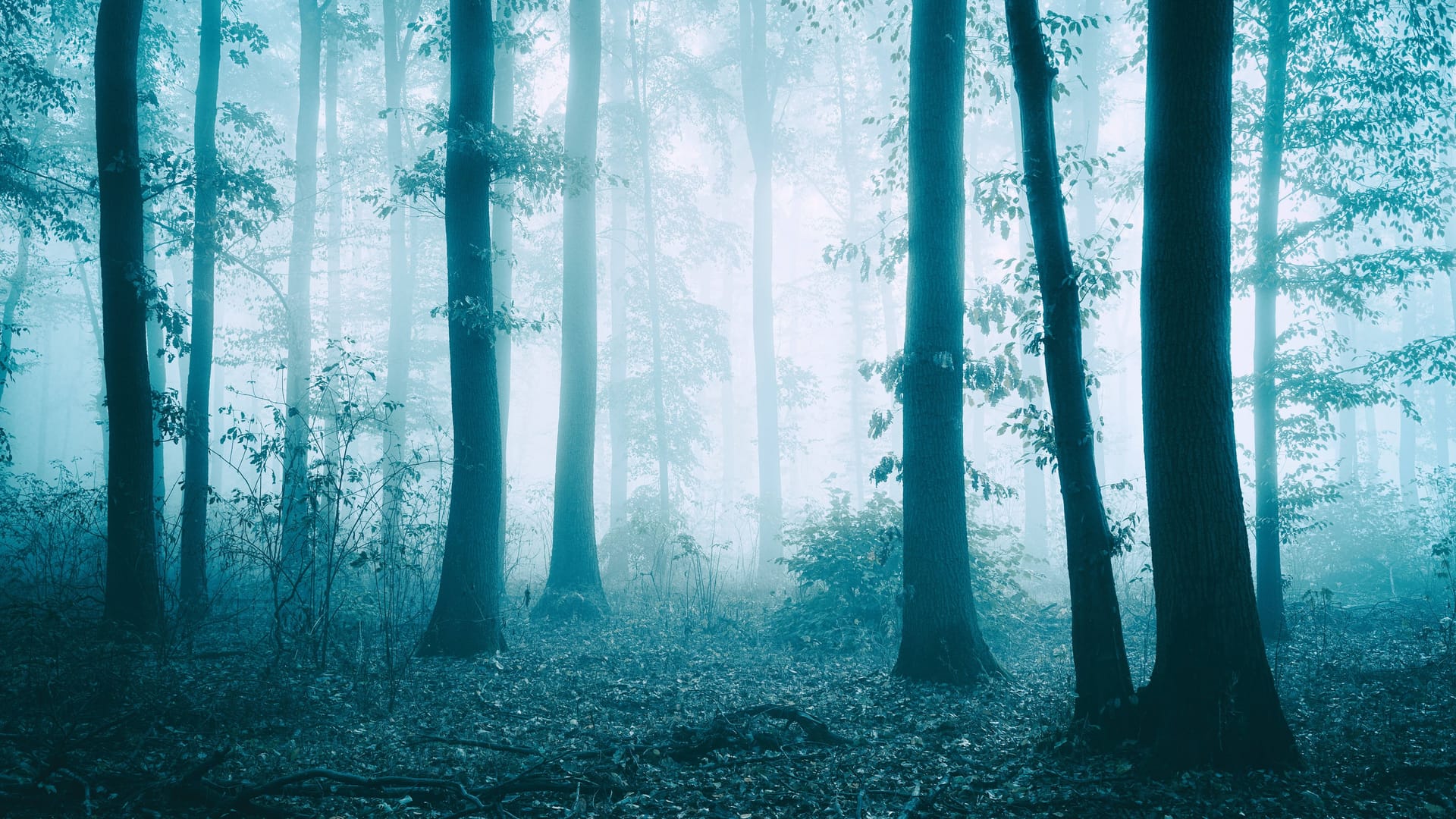 Dunkler Wald (Symbolfoto): Im Lüdenscheider Stadtwald ist am Dienstagabend eine Frau vergewaltigt worden. Dunkler Wald (Symbolfoto): Im Lüdenscheider Stadtwald ist am Dienstagabend eine Frau vergewaltigt worden.