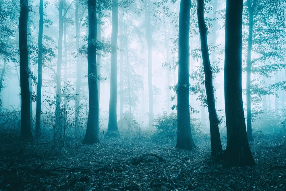Dunkler Wald (Symbolfoto): Im Lüdenscheider Stadtwald ist am Dienstagabend eine Frau vergewaltigt worden.