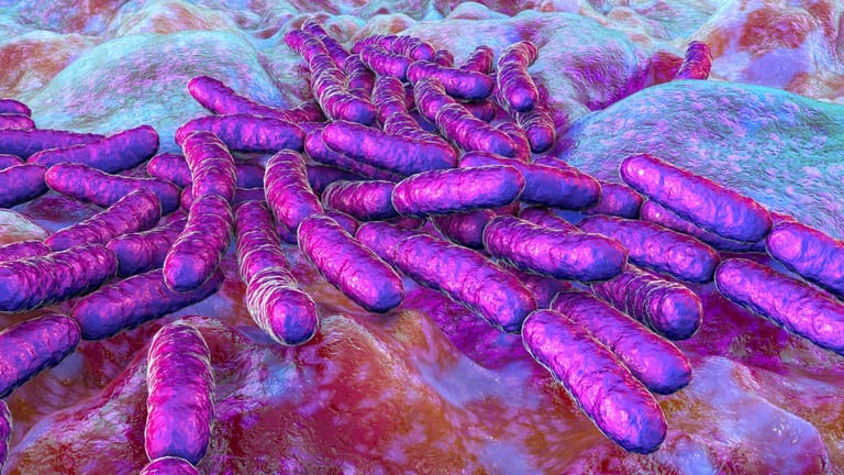 Bakterien im Darm haben verschiedene wichtige Funktionen.