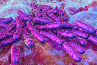 Bakterien im Darm haben verschiedene wichtige Funktionen.