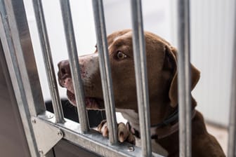 Ein Hund in einem spanischen Tierheim (Symbolbild): Unter anderem zehn Hunde holte das Veterinäramt aus einer Wohnung in Köln.