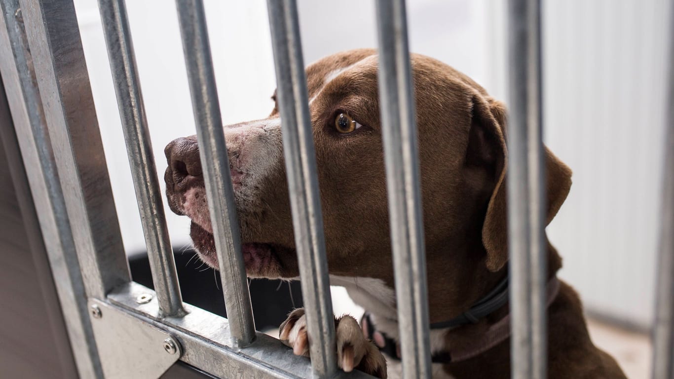 Ein Hund in einem spanischen Tierheim (Symbolbild): Unter anderem zehn Hunde holte das Veterinäramt aus einer Wohnung in Köln.
